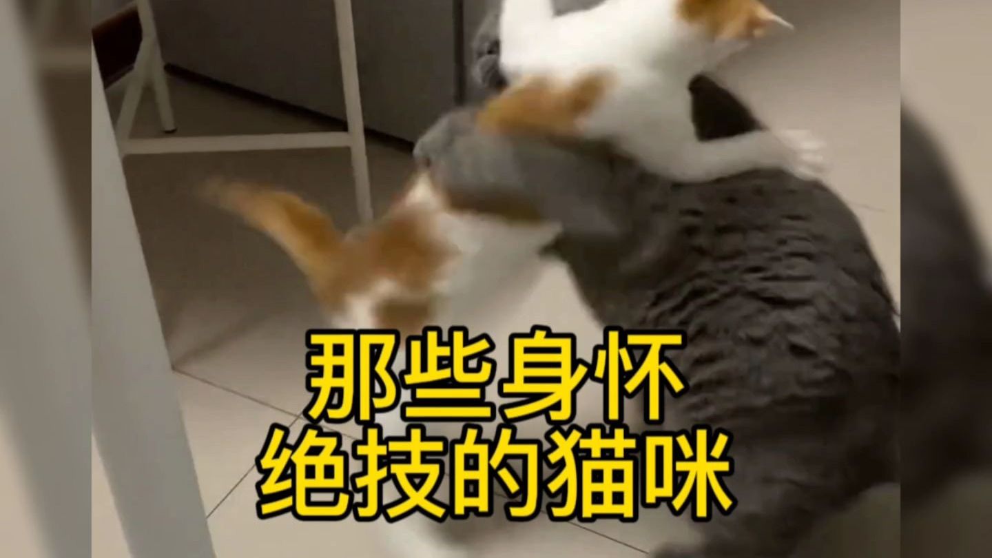 [图]那些身怀绝技的猫咪，来看看哪个更厉害！