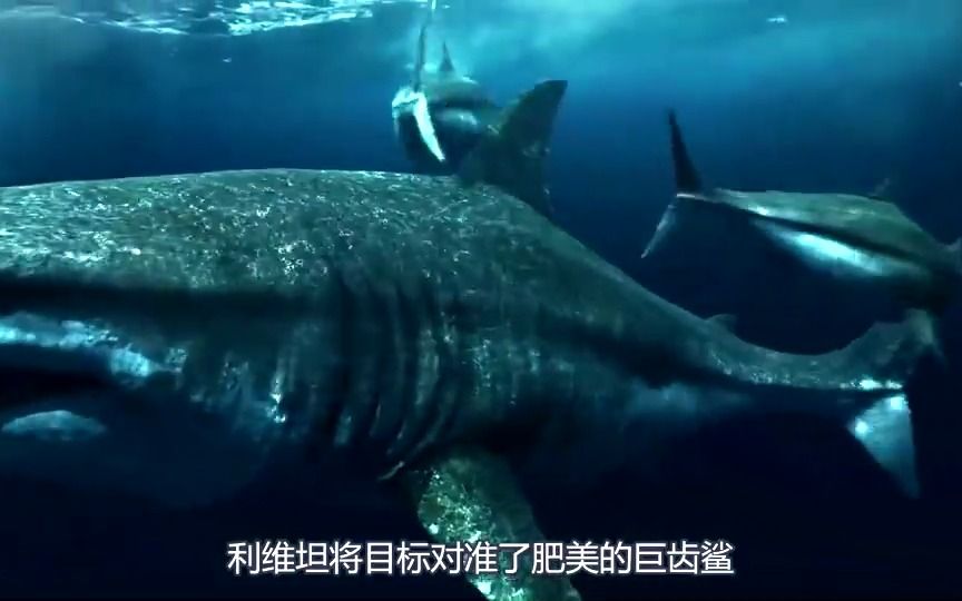 上古巨齿鲨被利维坦吞噬,千米鲨鱼集结全族力量,铲除强大敌人