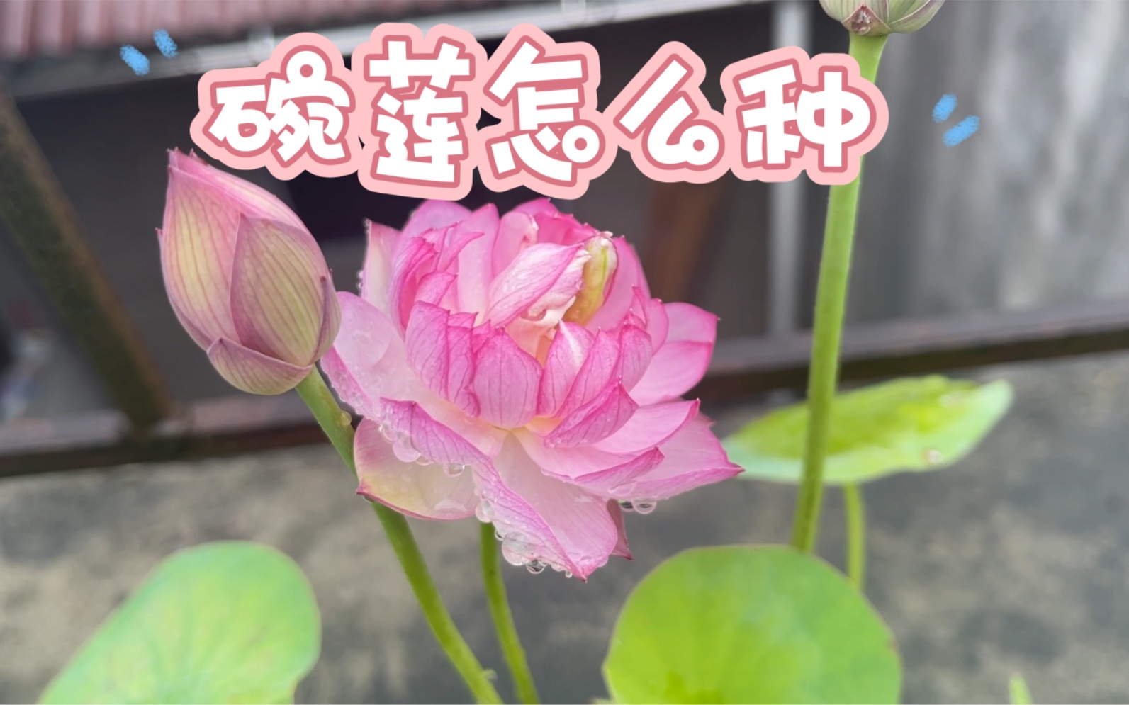 从种植到开花,碗莲种植方法全过程《第二季》哔哩哔哩bilibili