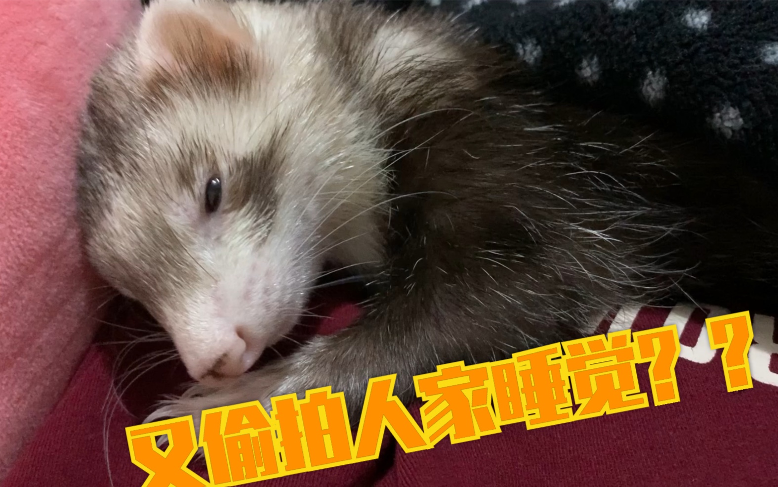 【宠物貂】刚睡醒的大傻貂惨遭偷拍?