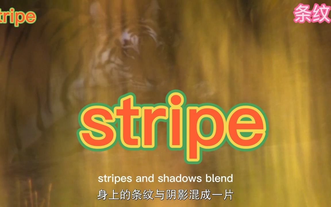 考研单词stripe哔哩哔哩bilibili