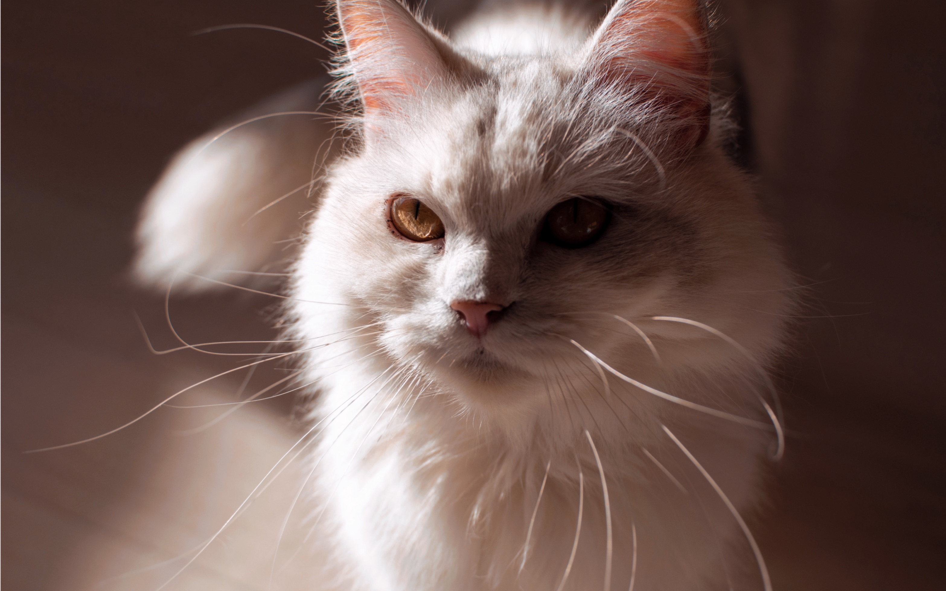 如何陪一只三岁的褴褛猫(狗)玩