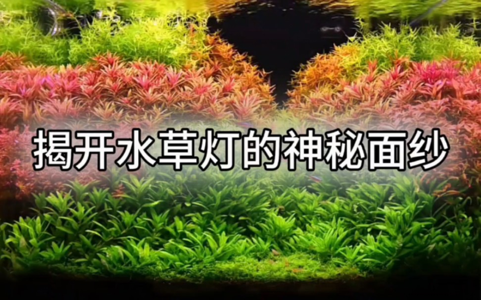 让你看懂水草灯的核心:光谱!哔哩哔哩bilibili