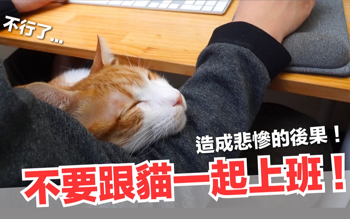 跟猫工作造成悲惨的后果.【好味猫日常】ep48