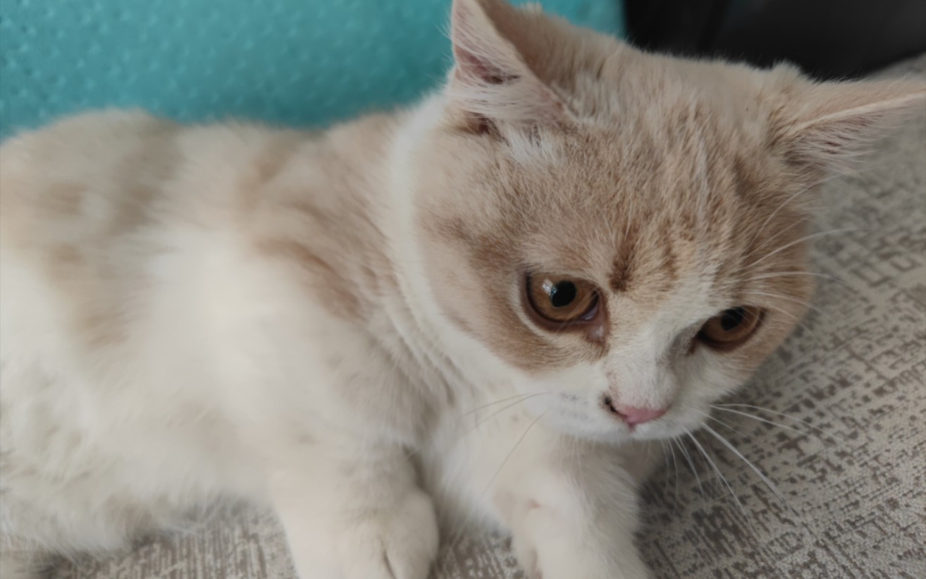 狂吸我姐家的修猫咪 奶茶色的居然叫煤球