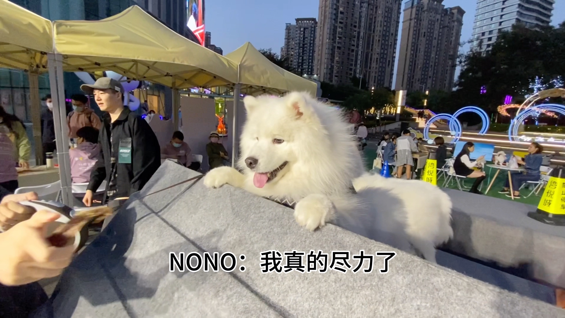 NONO也参加过狗狗运动会!哔哩哔哩bilibili