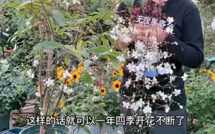 Download Video: 垂丝茉莉开花像垂柳一样，一个小技巧，让它四季开花不断