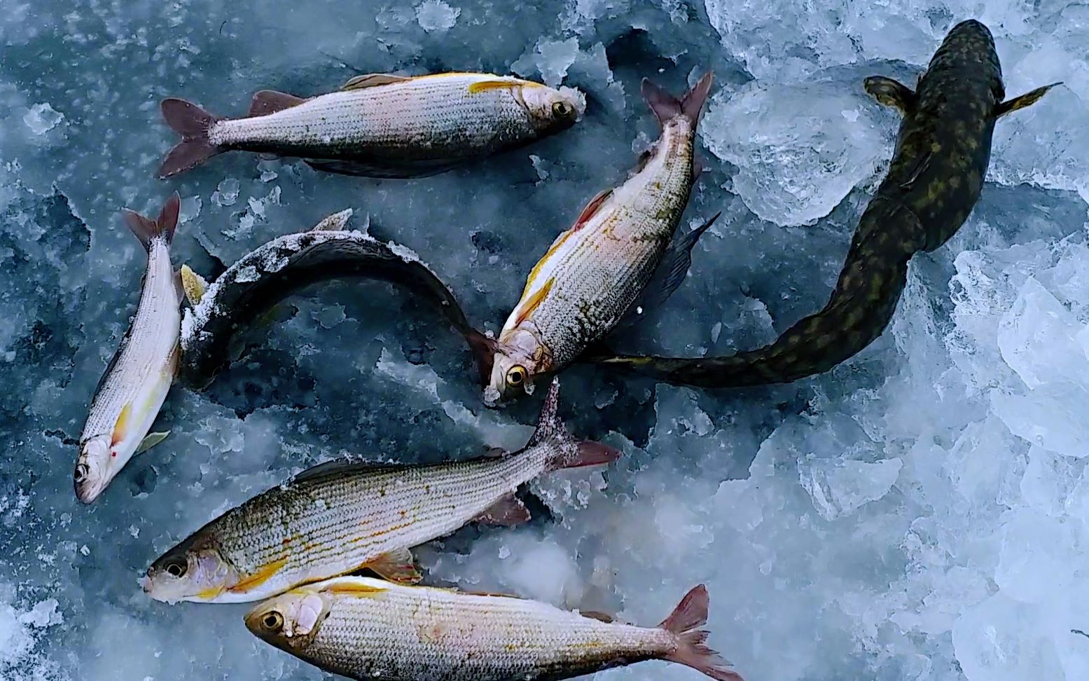 雪后黑龙江破冰捕鱼,渔获满满,都是冷水精品鱼