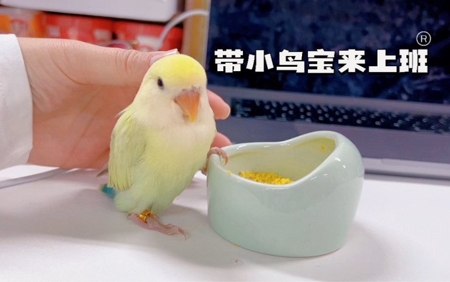 带苹果绿金顶白面奥桂牡丹鹦鹉宝宝来上班啦!