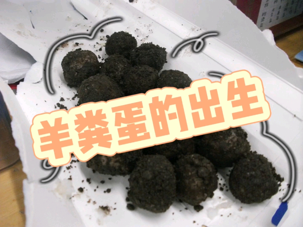 《羊粪蛋的出生》