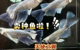 Download Video: 粤鳉天使之翼种鱼！观背青鳉捡漏