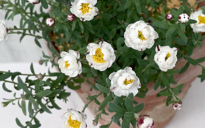 [图]纸鳞托菊 花簪 欣赏