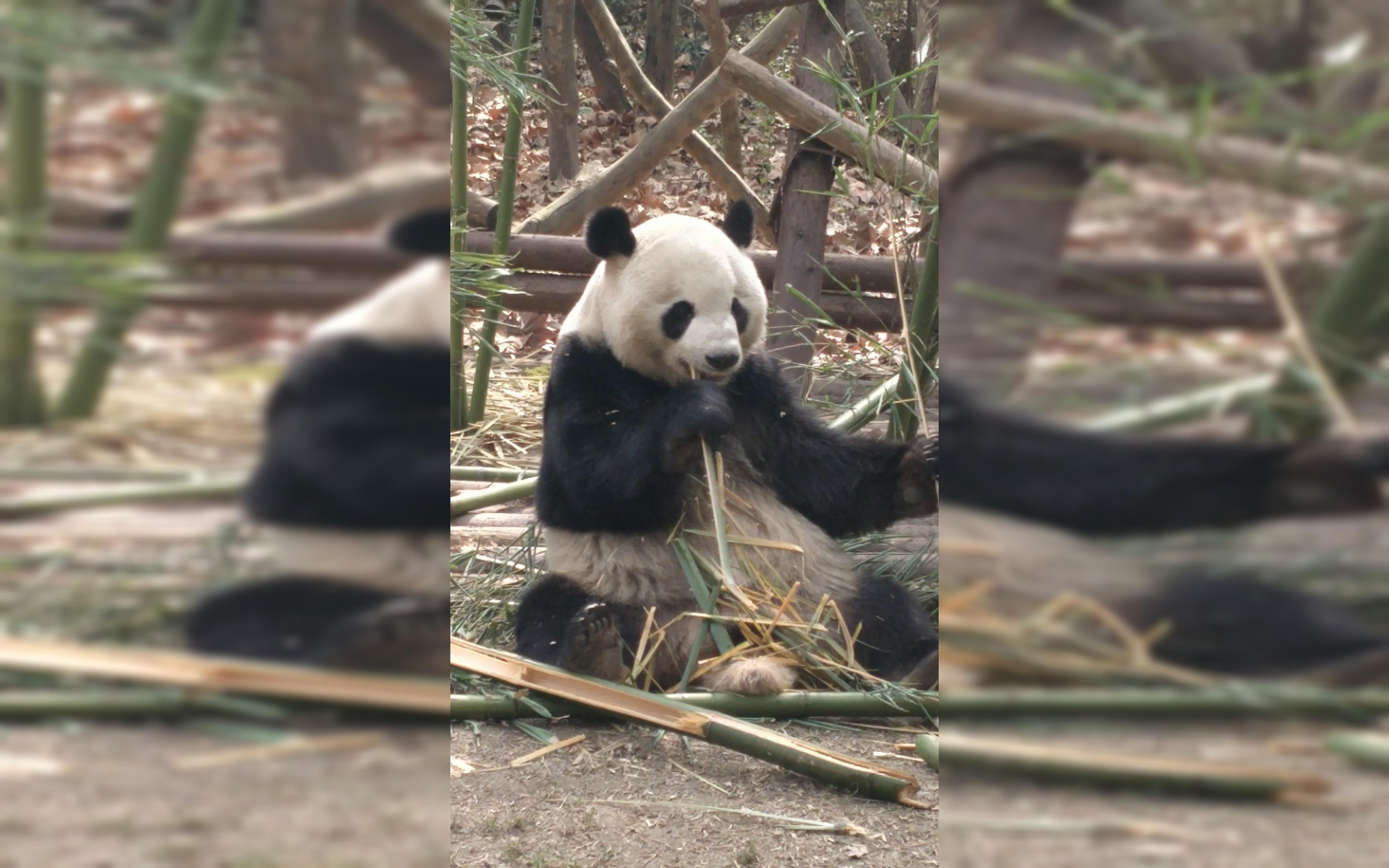 [图]【PANDA】熊猫是怎么完整吃掉一根的竹子的