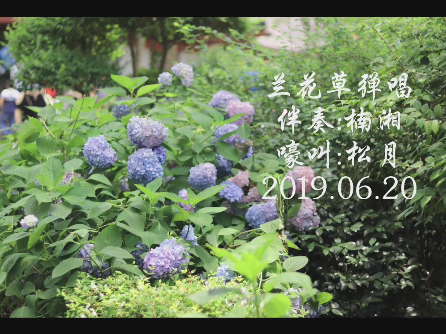 【练琴日记】兰花草午夜嚎叫版