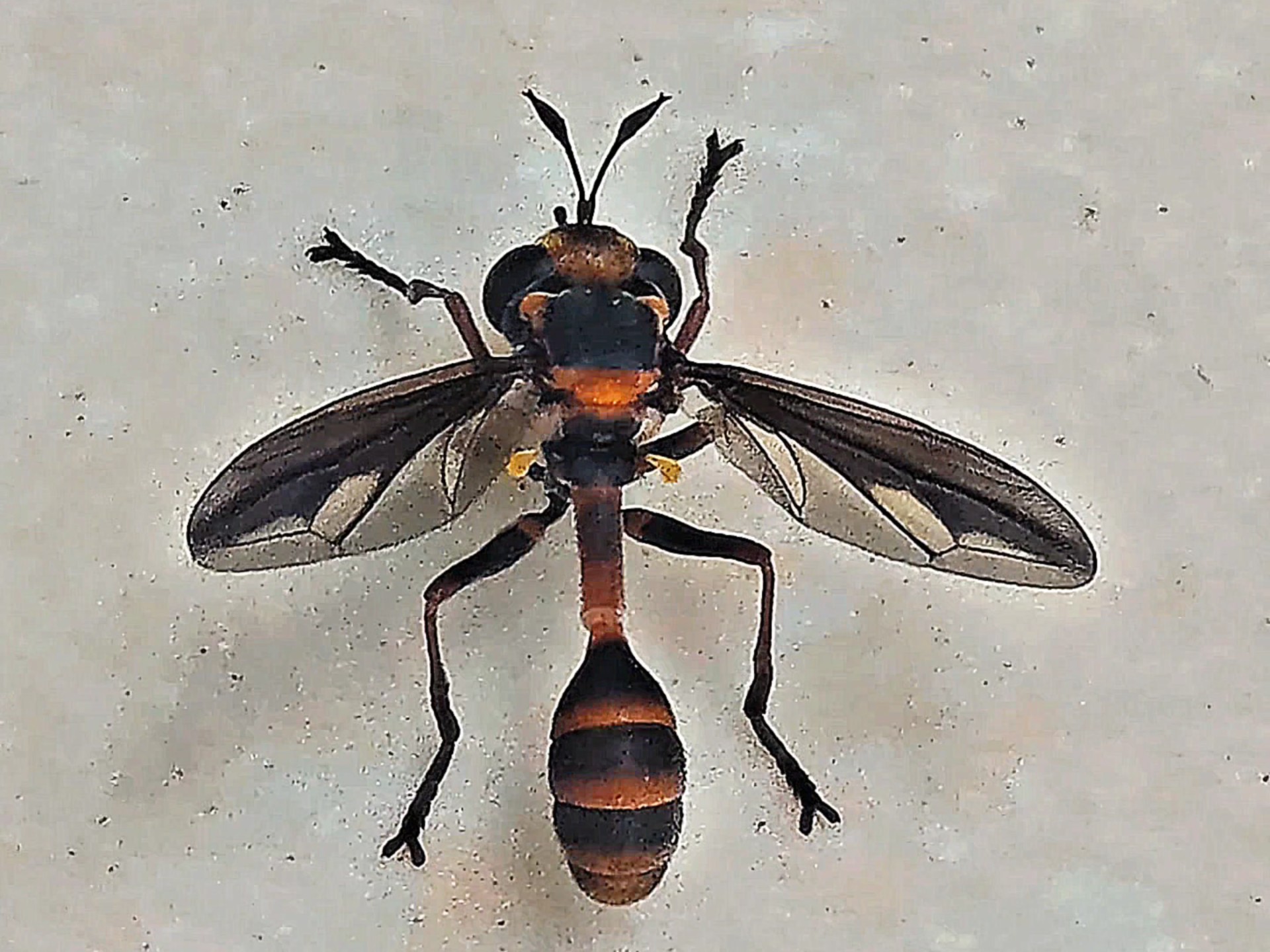 手机抓拍:停留在地砖上的蜾蠃又名细腰蜂