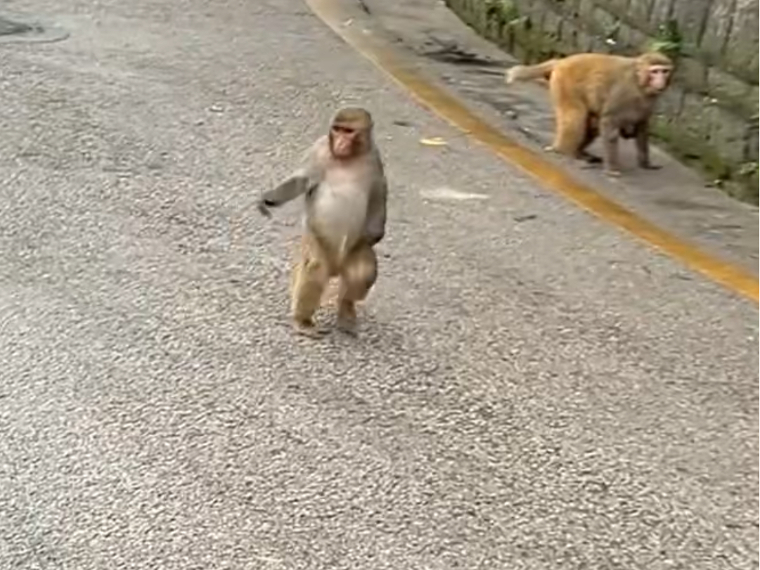 猴子顶着大肚子走路真搞笑
