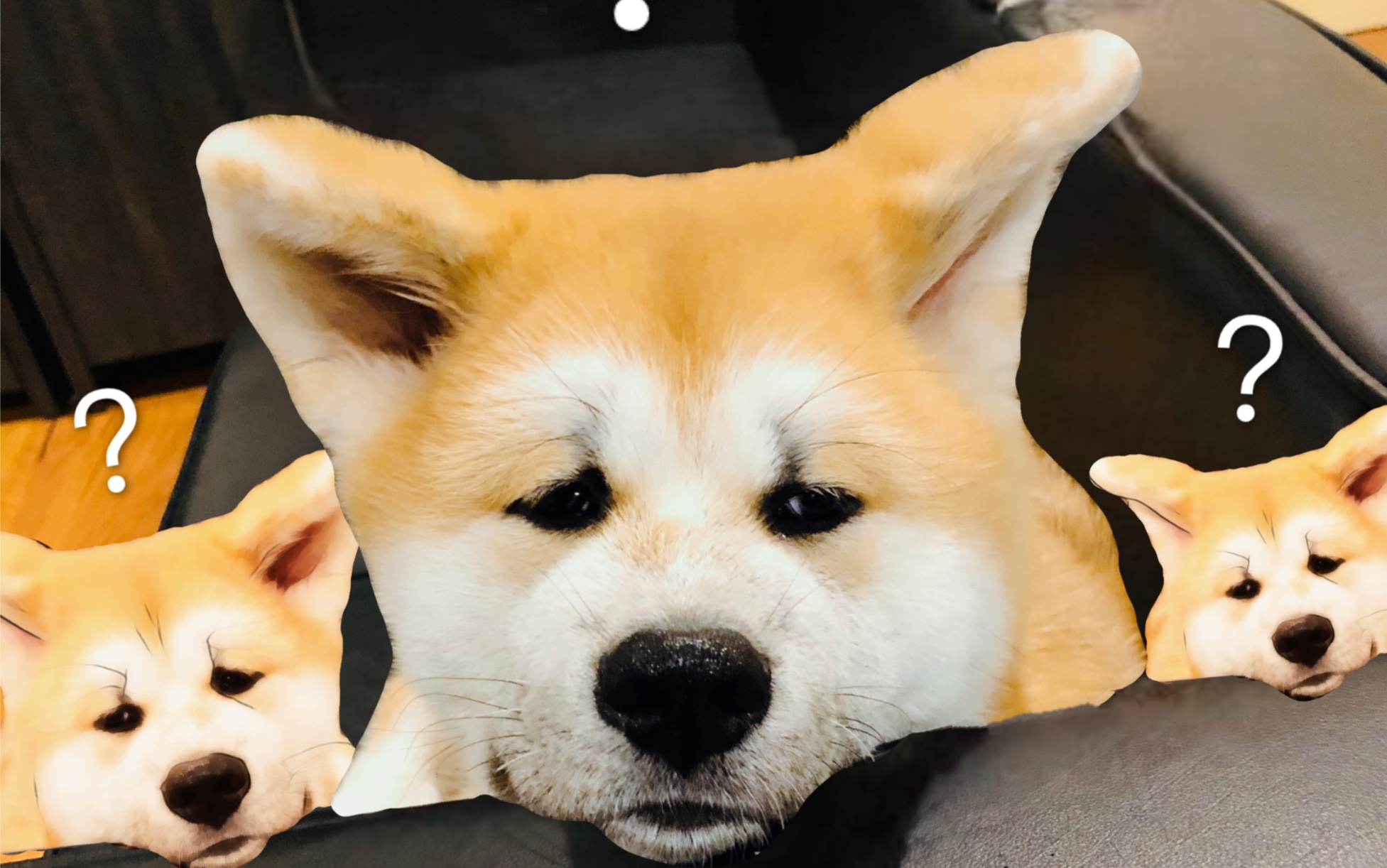 【秋田犬】还没学会下沙发の狗子