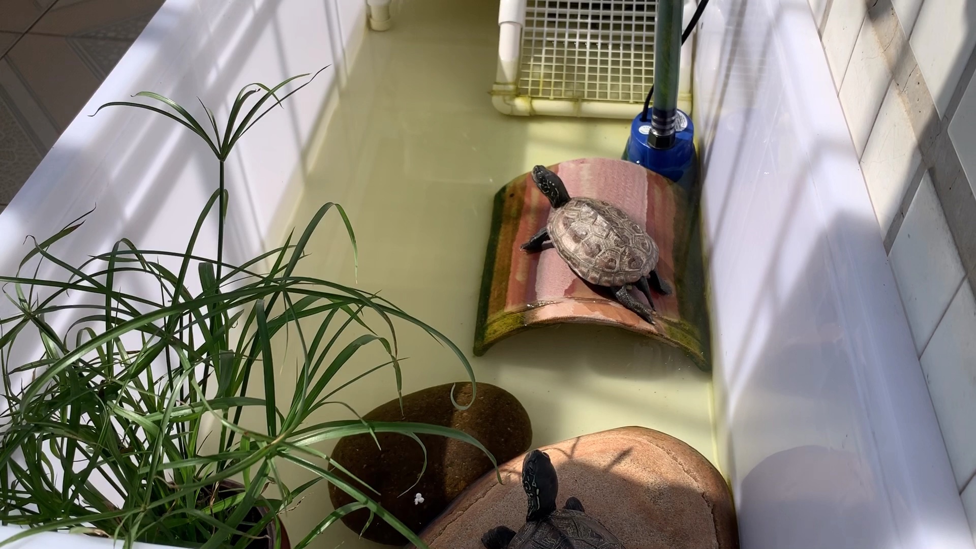 养龟最大的乐趣是:看着它趴在晒台翘着二郎腿以及渴望你的眼神