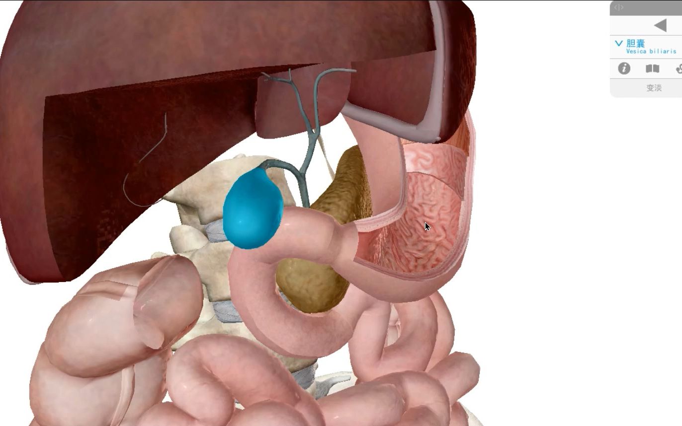 直觀感受十二指腸壺腹部