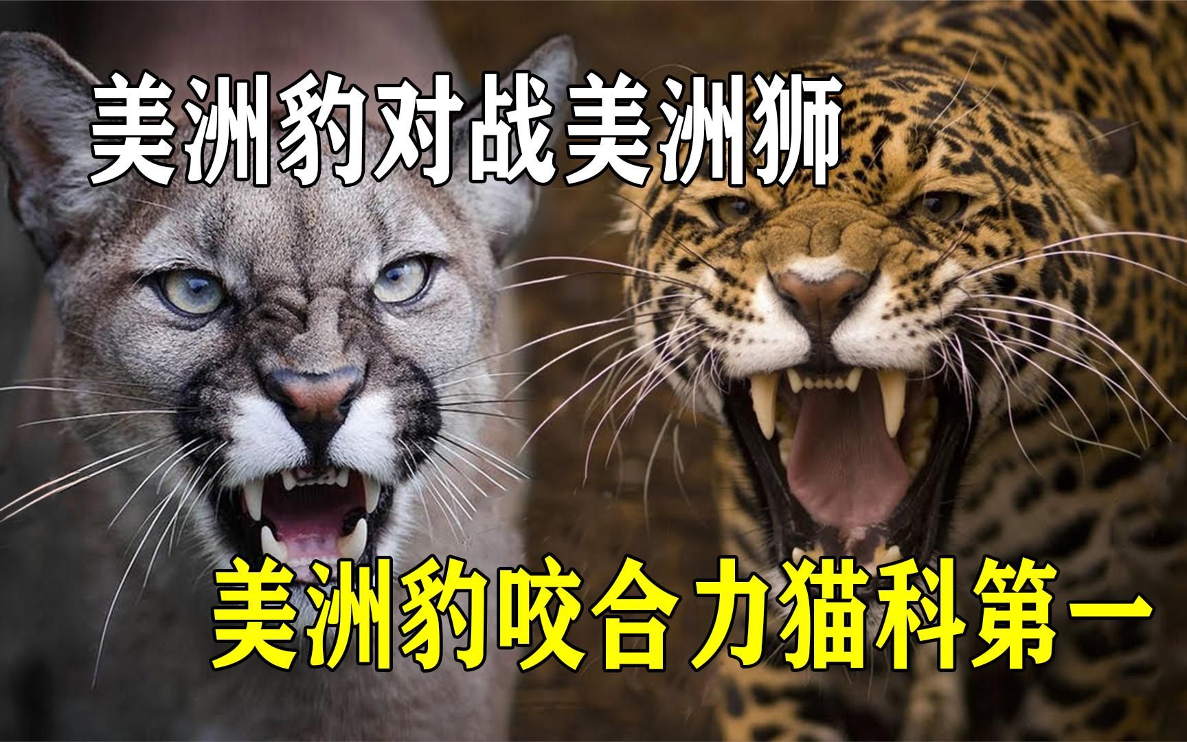 美洲豹对战美洲狮,美洲豹咬合力猫科第一,美洲豹更强?