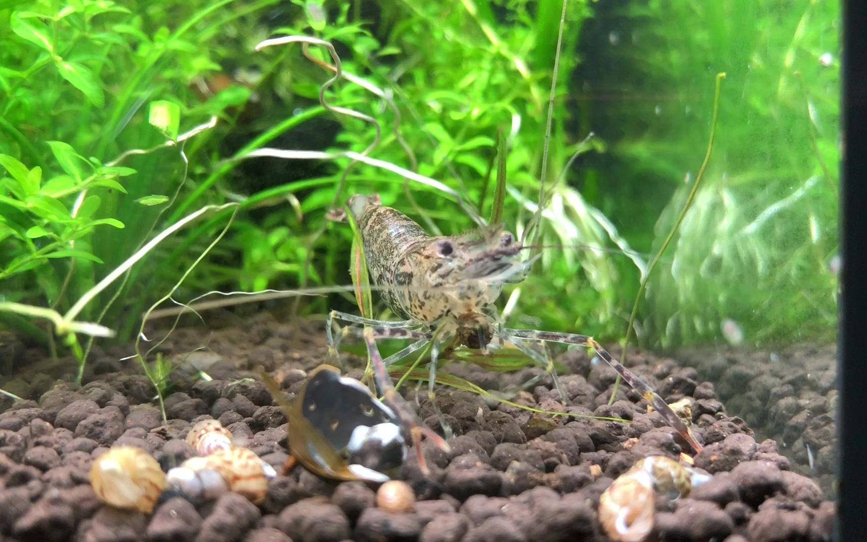 【大眼贼】日本沼虾吃虾粮_哔哩哔哩_bilibili