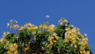 粉扑花香水合欢 哔哩哔哩 Bilibili