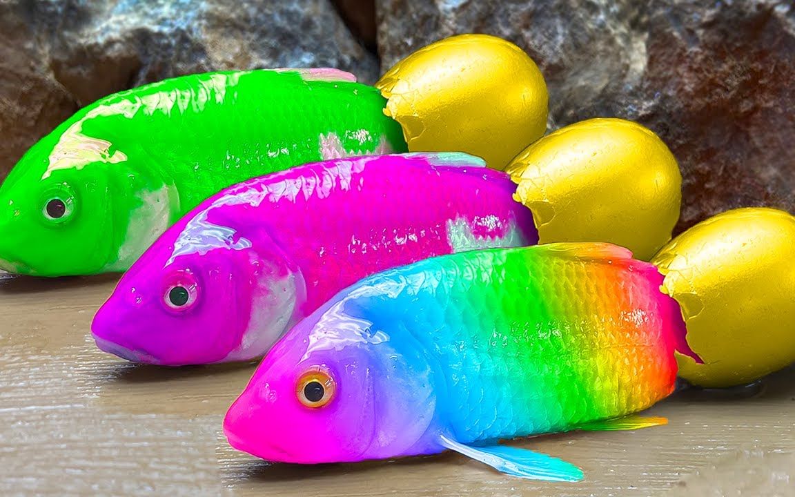 多彩的金鱼巨大的粉红色鲶鱼狩猎鳗鱼