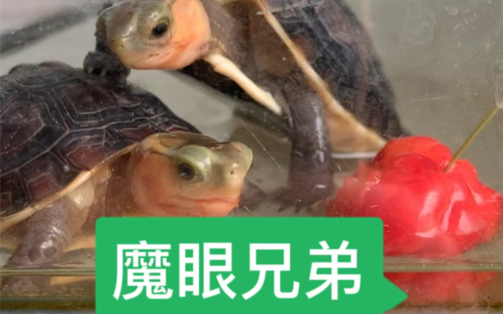 传说中的变异眼睛我们把这种黄缘大眼睛的称为魔眼看着真的很可爱