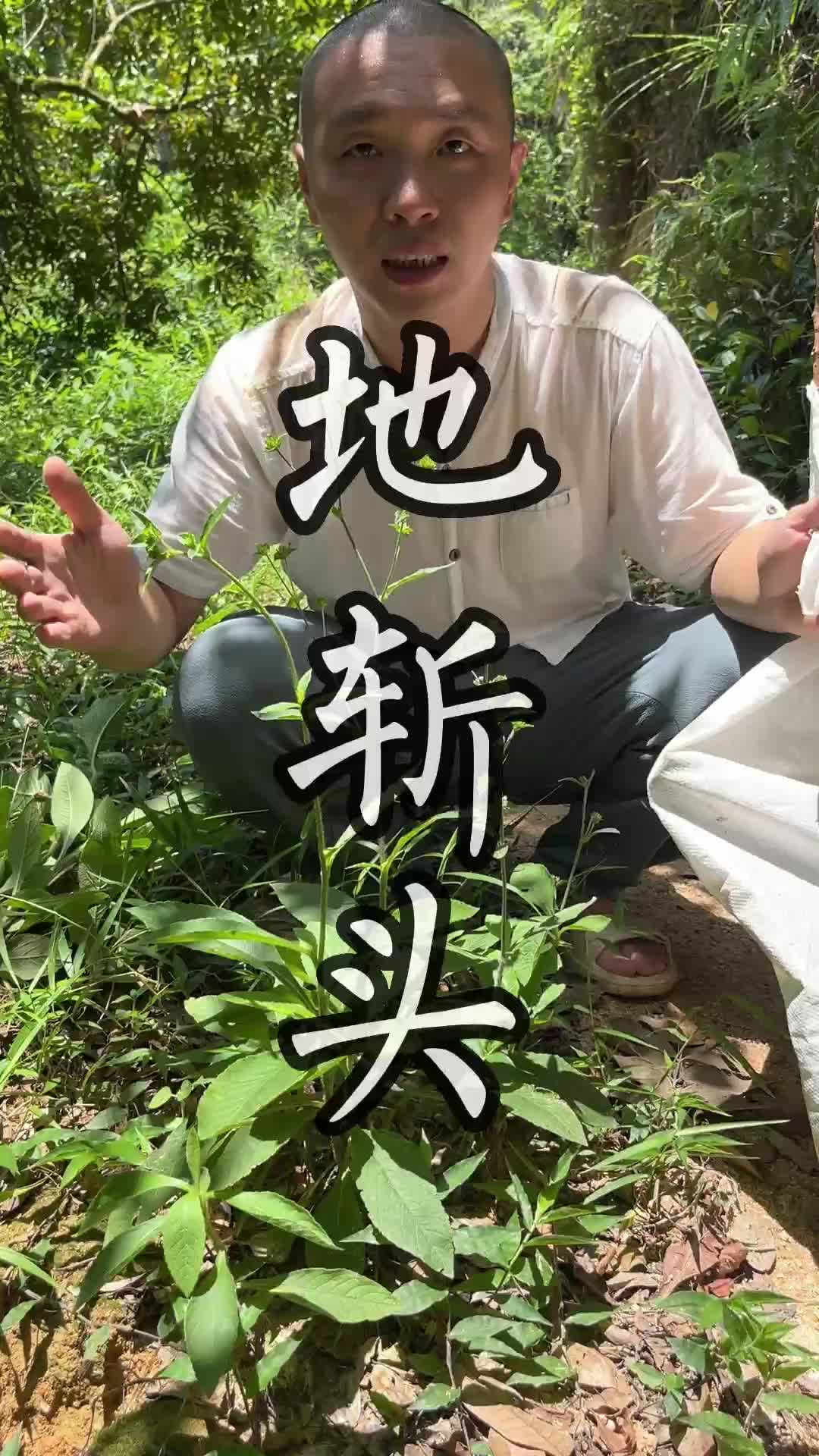 这种青草叫做地斩头#青草#三农#植物哔哩哔哩bilibili