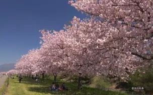 Download Video: 【超清日本】第一视角 八重樱满开的小布施町樱堤 (2021.3拍摄,1080P高清版) 2022.1