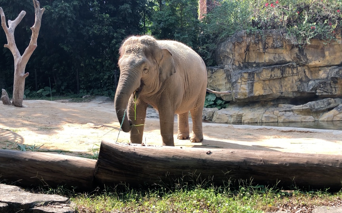 柳州动物园大象图片