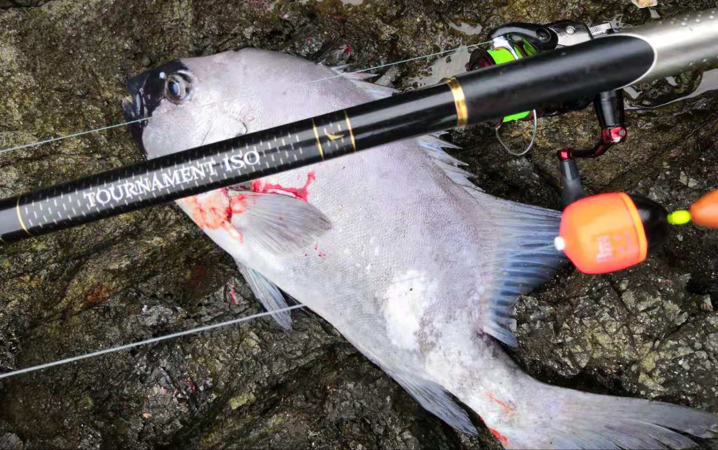 挂底王舟山海礁岛矶钓大石鲷