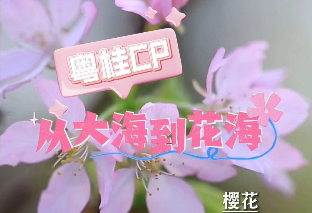 从大海到花海,粤桂cp你磕到了嘛哔哩哔哩bilibili