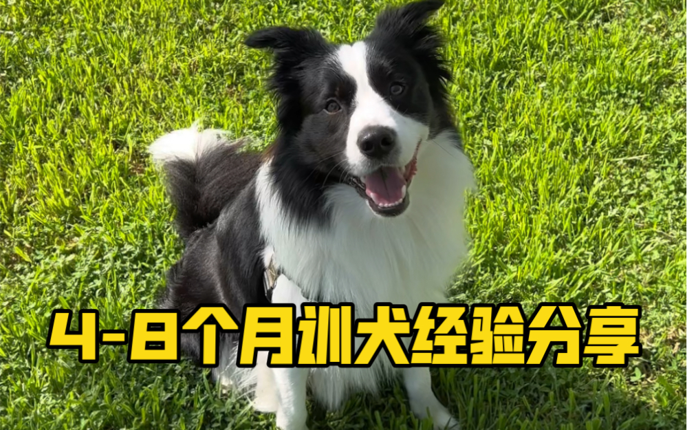 幼犬必做训练|下|聪明边牧咋养大的我全招了!哔哩哔哩bilibili