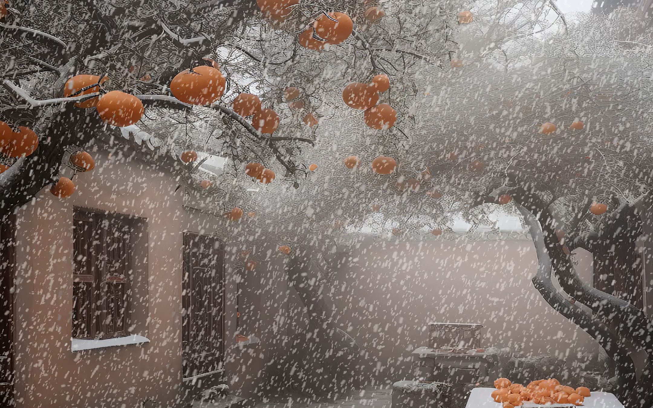 [图]为什么要读书，因为看到这雪打柿树你会说:“秋去冬来万物休，唯有柿子挂灯笼。”而不是这句“卧槽”这柿子滴了当啷真好看