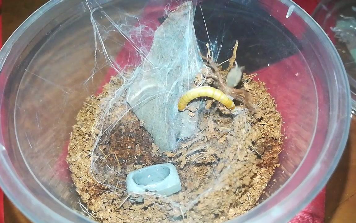 哥伦比亚南瓜捕鸟蛛喂食