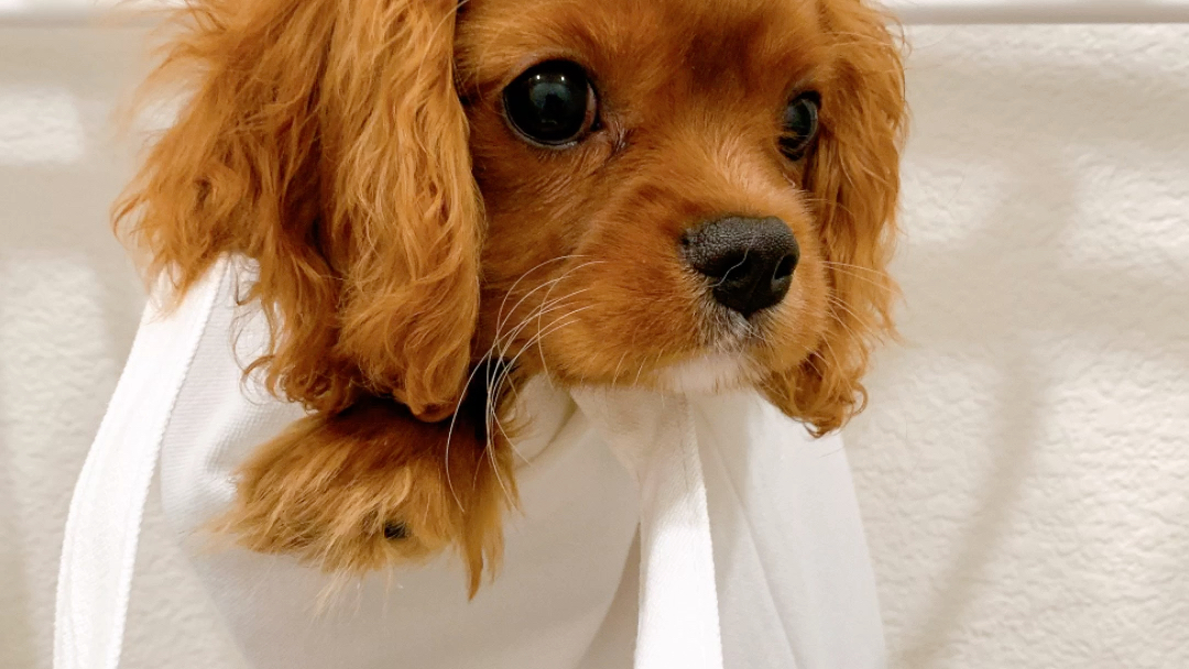 你也要一杯卡布奇诺吗