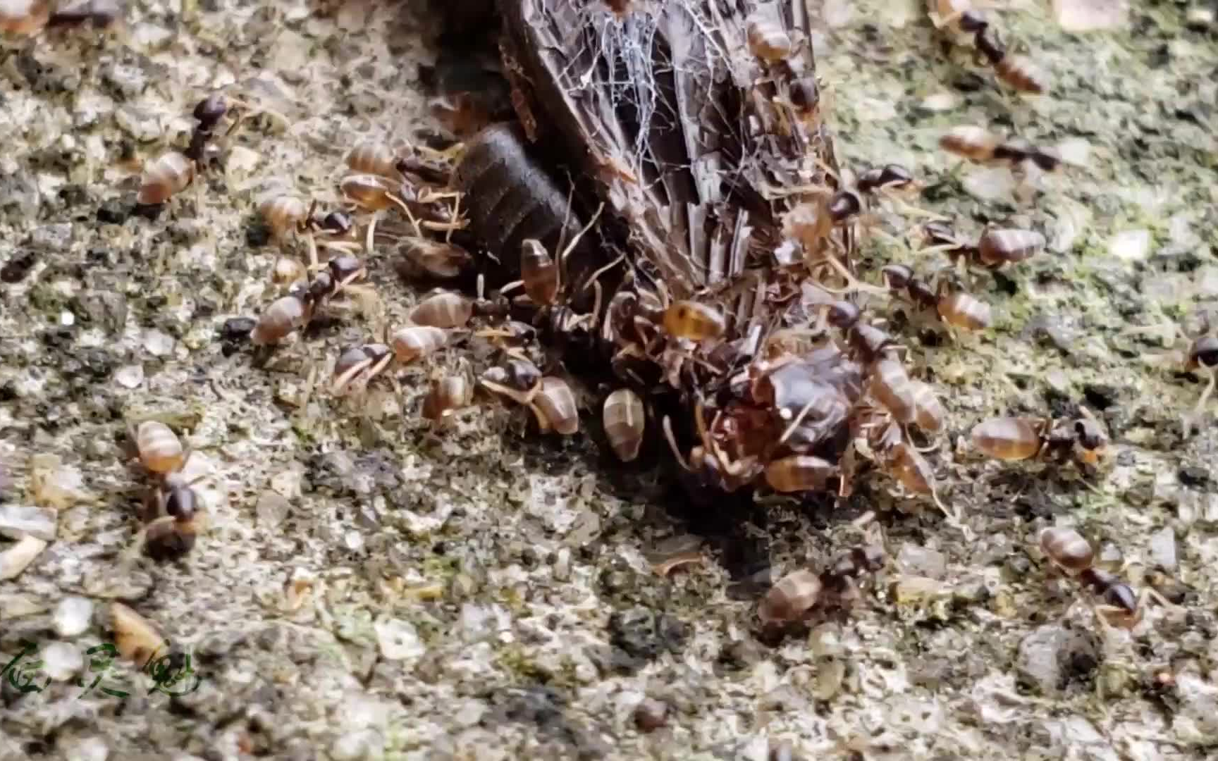 黑头酸臭蚁聚集啃食蜘蛛丢下的残羹