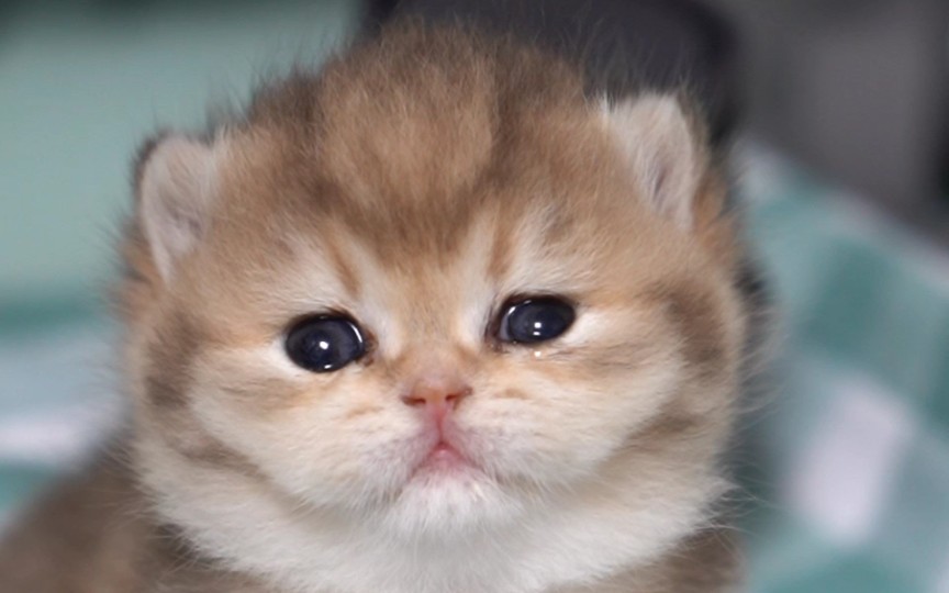 小猫委屈快哭的图片图片