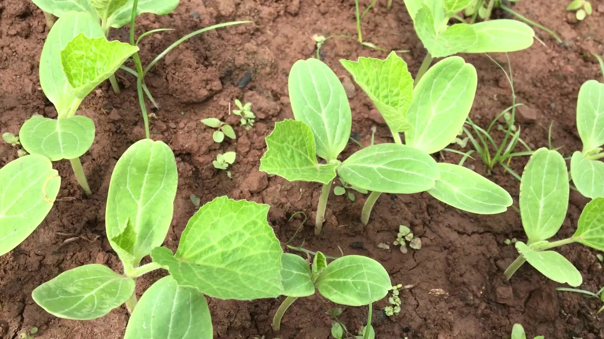 管子哥种植付瓜,大黄瓜成长全过程,育苖,栽种,开花结果,收获哔哩哔哩bilibili