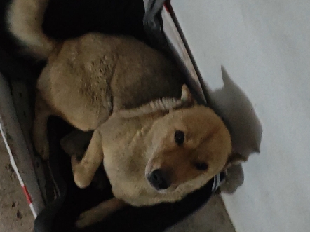半年不回家，家里的狗对你的态度 be like: