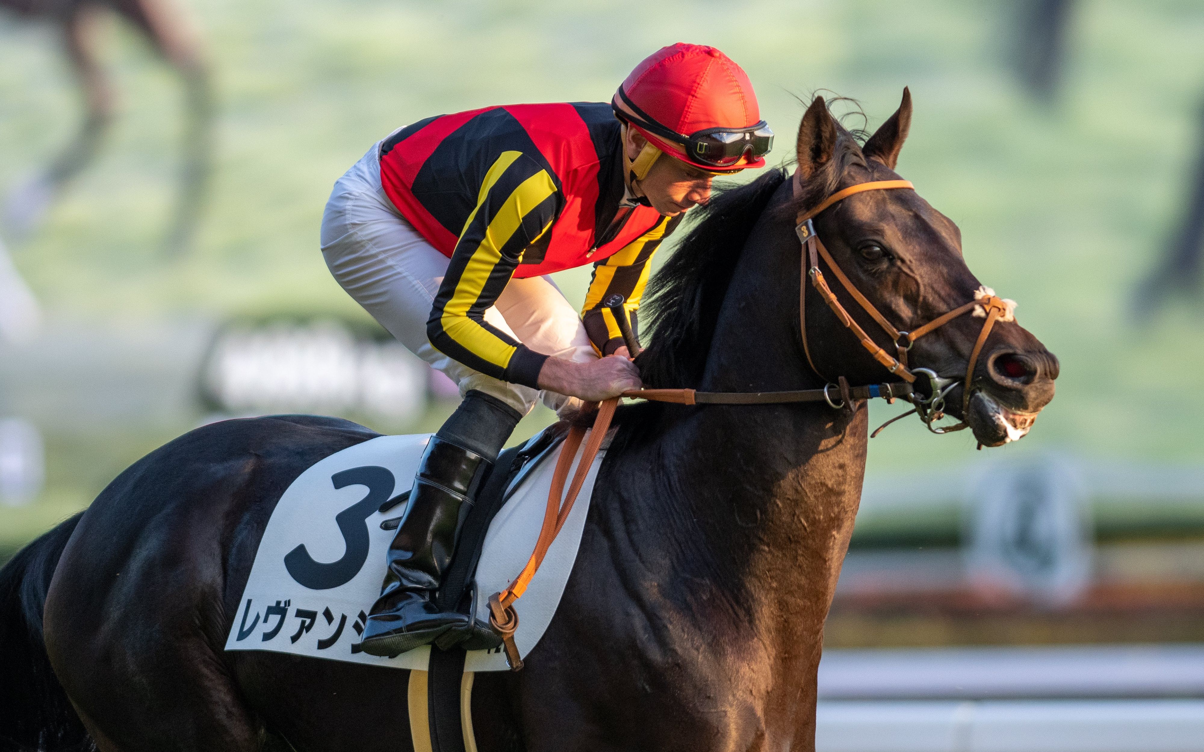 【日本赛马】11月12日 东京12r 3岁以上二胜 レヴァンジル(乐王吉)