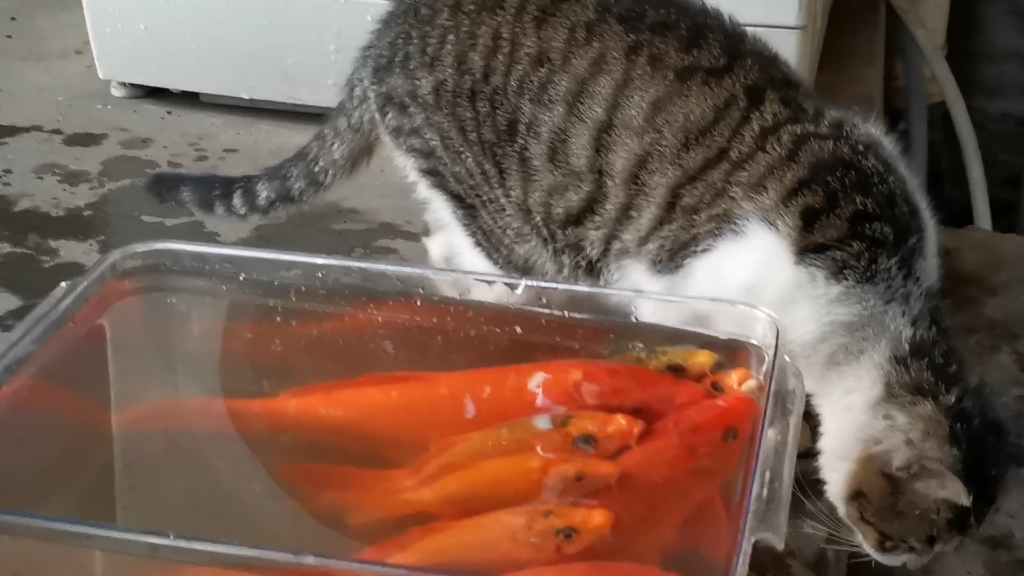 小猫爱吃鱼