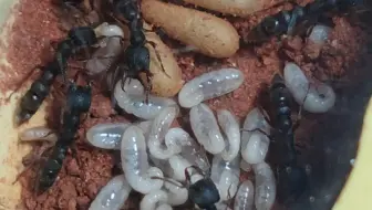 贝利点猛蚁捕食 蚂片 哔哩哔哩 Bilibili