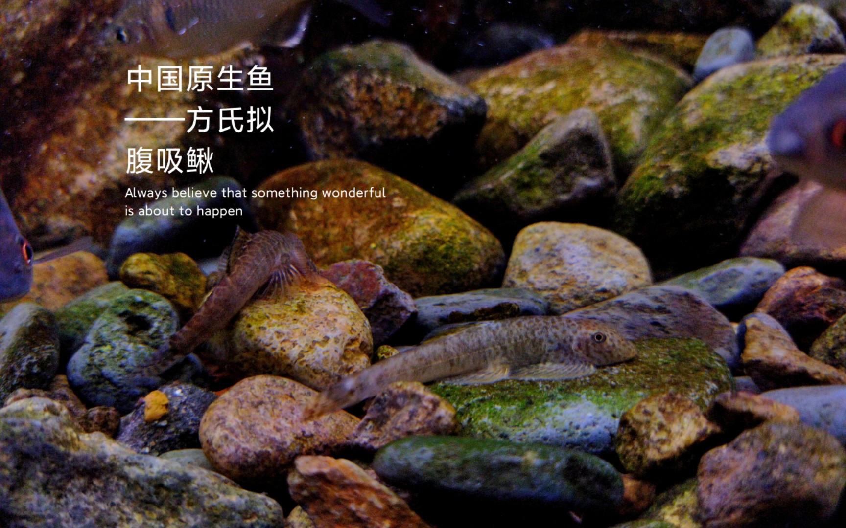 【中国原生鱼——方氏拟腹吸鳅】