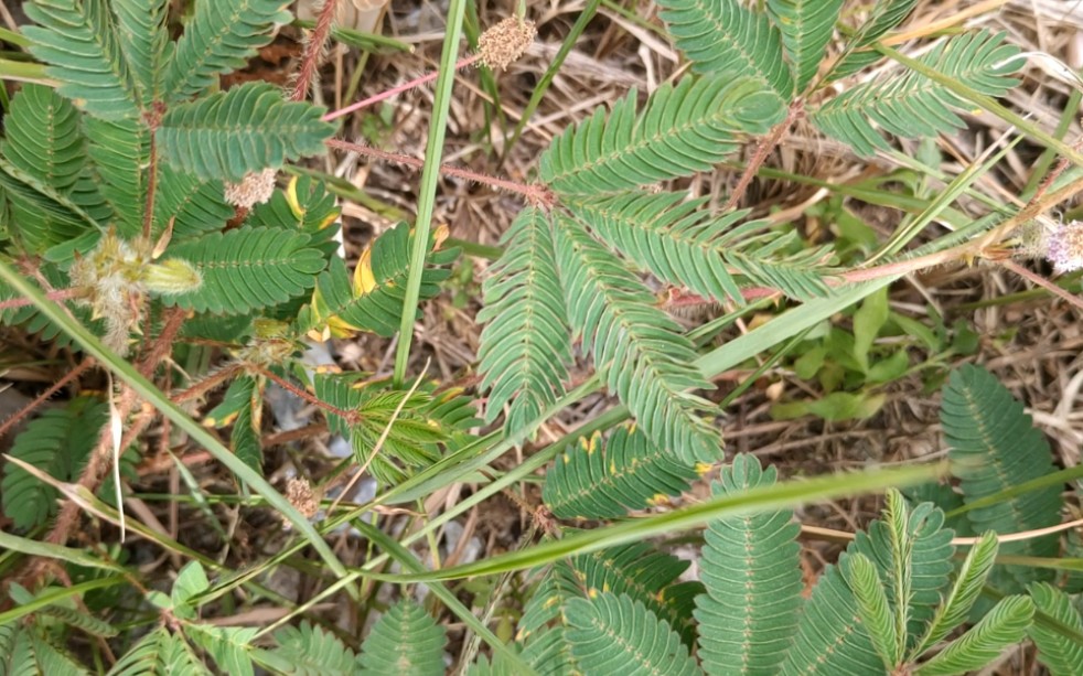 [图]有趣的生物学现象