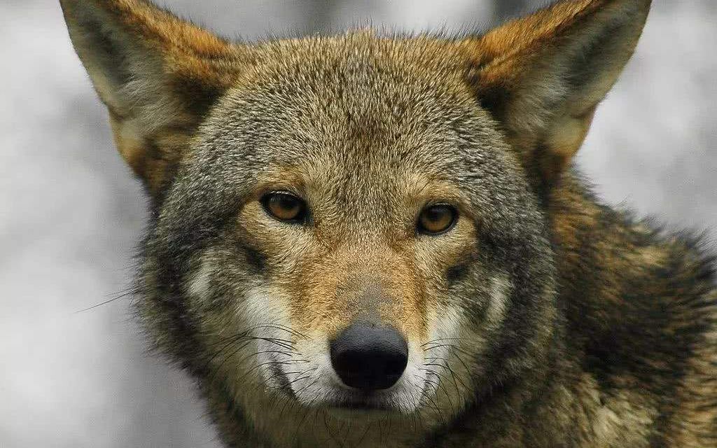 美国红狼的历史与未来