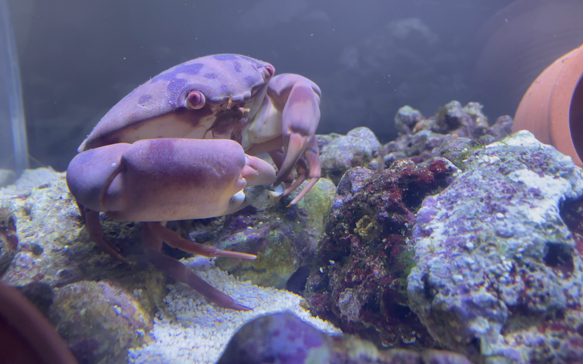 隆背瓢蟹轻轻敲开了塔螺家的门