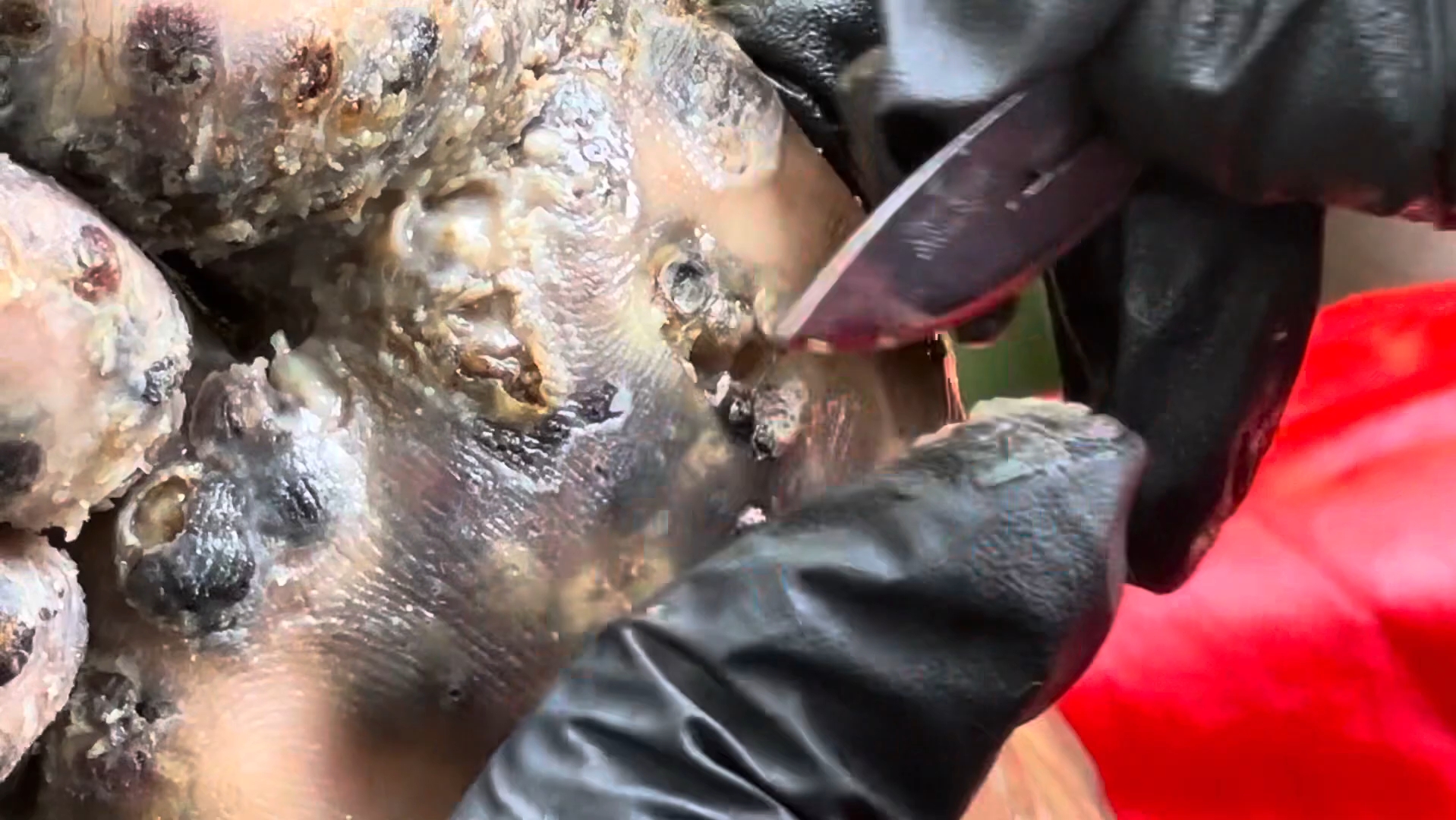 沙蚤入侵(求三连支持)