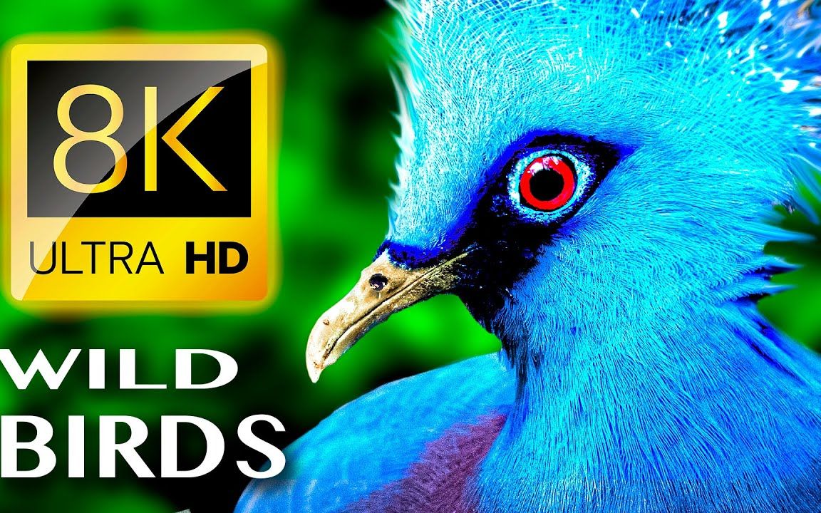 [图]野生鸟类 WILD BIRDS UNLIMITED COLLECTION  8K ULTRA HD